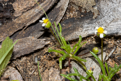 Brachyscome lineariloba