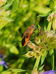 Corizus hyoscyami