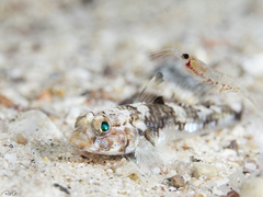 Cabillus nigrostigmus