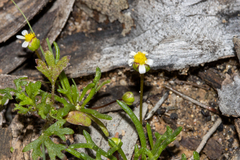 Brachyscome lineariloba
