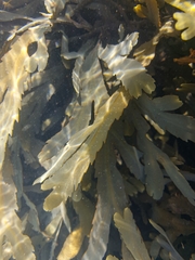Fucus serratus