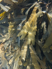 Fucus serratus