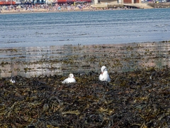 Chroicocephalus ridibundus