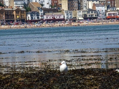 Chroicocephalus ridibundus