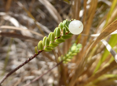 Pimelea actea