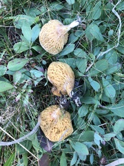 Suillus megaporinus