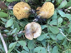 Suillus megaporinus