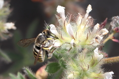 Anthidium cingulatum