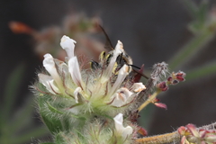 Anthidium cingulatum