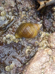 Nucella lapillus