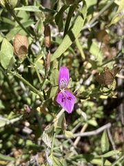 Dicliptera hereroensis