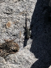 Sceloporus occidentalis taylori