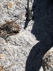 Sceloporus occidentalis taylori