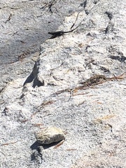 Sceloporus occidentalis taylori