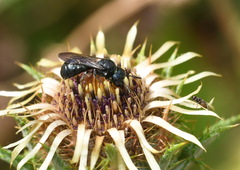 Ceratina chalybea