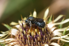 Ceratina chalybea