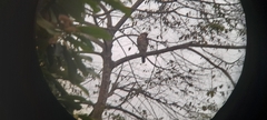 Nisaetus kelaarti