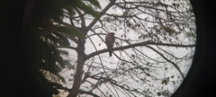 Nisaetus kelaarti