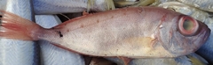 Priacanthidae