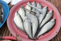 Notopterus notopterus