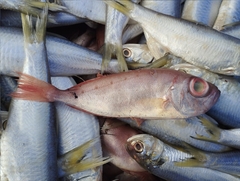 Priacanthidae