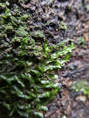 Orthorrhynchium elegans