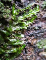 Orthorrhynchium elegans