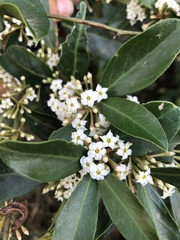 Acokanthera oppositifolia