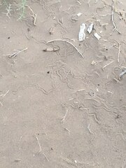 Ophiomorus maranjabensis