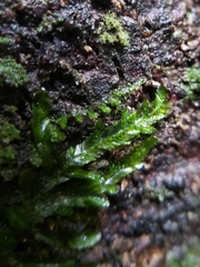 Orthorrhynchium elegans