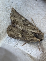Mesoligia furuncula
