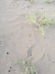 Ophiomorus maranjabensis