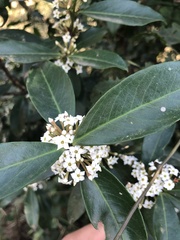 Acokanthera oppositifolia