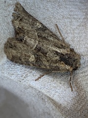 Mesoligia furuncula
