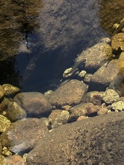 Salvelinus fontinalis