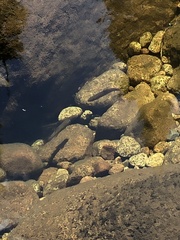 Salvelinus fontinalis