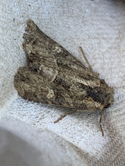 Mesoligia furuncula
