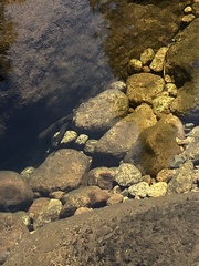 Salvelinus fontinalis