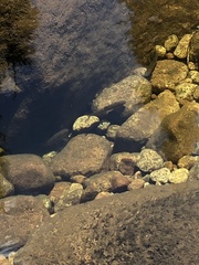 Salvelinus fontinalis