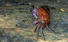 Metopograpsus messor
