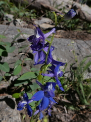 Delphinium gracilentum