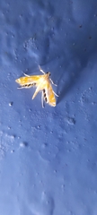 Nymphicula