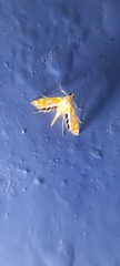 Nymphicula