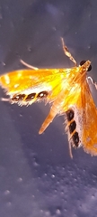 Nymphicula