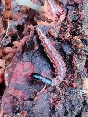 Raphidia
