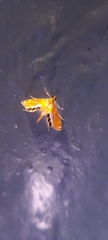 Nymphicula