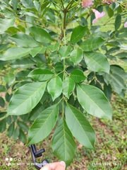 Radermachera quadripinnata