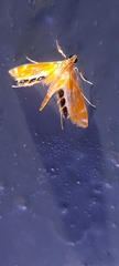 Nymphicula