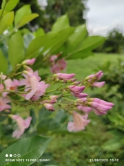 Radermachera quadripinnata