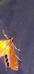 Nymphicula